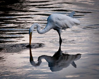 HERONS & EGRETS